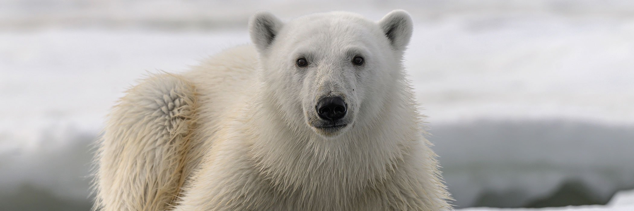 
Polar bear (Ursus maritimus) portrait, Franz Jozef Land, Arctic Russia. July