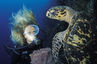 marine biologist turtles scientist turtle wwf wildlife gifts frontline heroes work helping species worldwildlife gift center