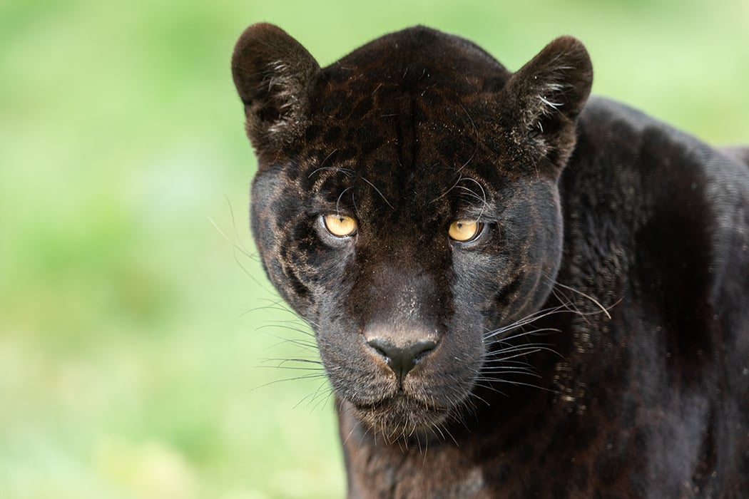 Black jaguar| Symbolic animal adoptions from WWF