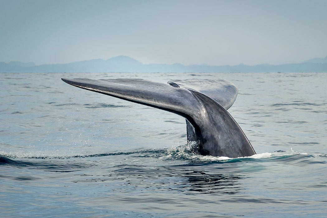 Blue Whale Population