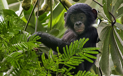 http://gifts.worldwildlife.org/gift-center/Images/large-species-photo/large-Bonobo-photo.jpg