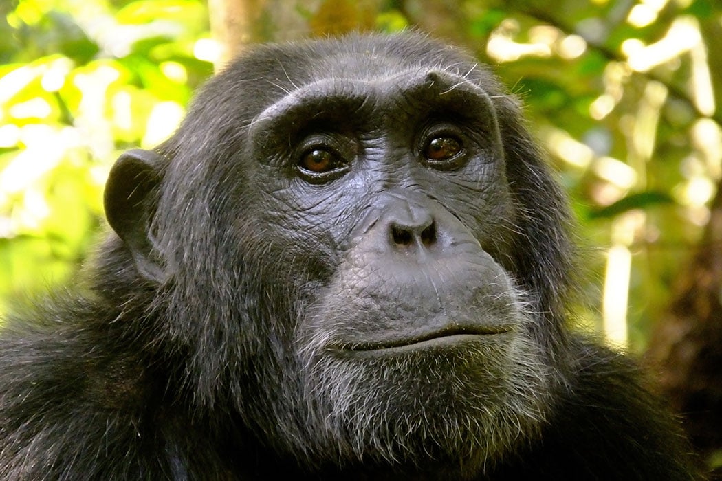 Adopt a chimpanzee | Symbolic animal adoptions from WWF