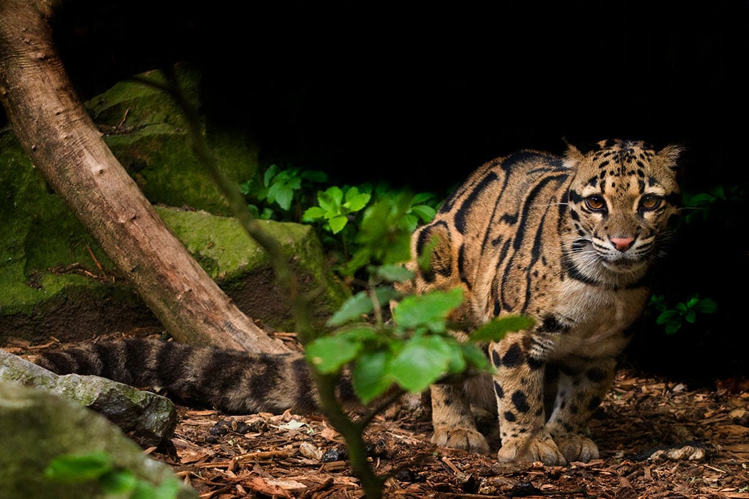 wallpaper of Clouded Leopard , High quality Clouded Leopard pictures, Clouded Leopard wallpapers, Photos of Clouded Leopard , Clouded Leopard photo gallery