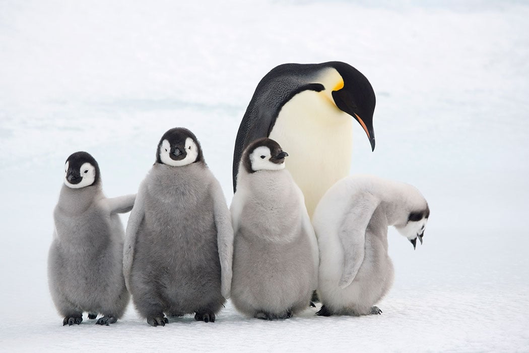 Save the Penguins from Increasing Ice! ‘Emperor Penguins have to march an extra 35 km, due to Antarctic sea ice expansion’