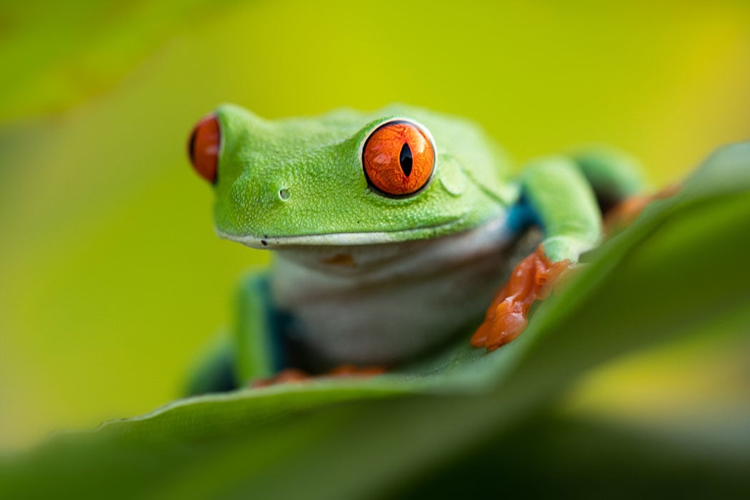 Congo Tree Frog