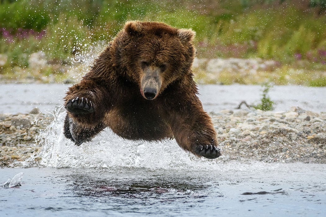 Gift Bear on Bear Plush     Animal Adoptions From World Wildlife Fund   Wwf Gift