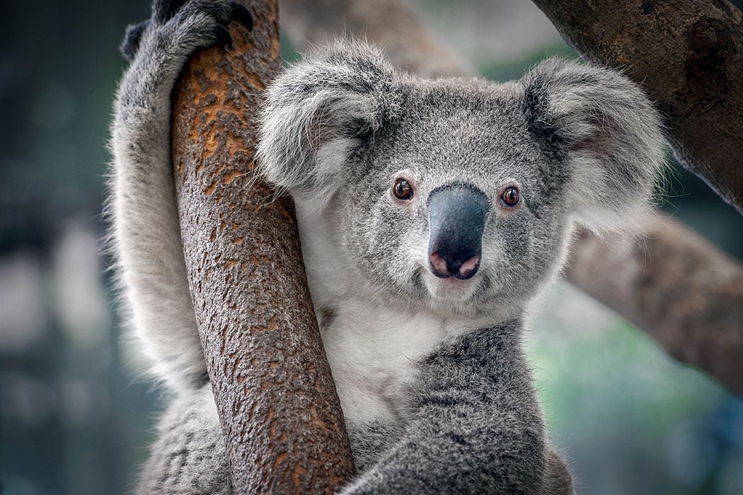 koala high