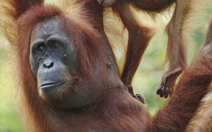 large orangutan