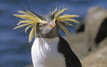 large-Rockhopper-Penguin-photo.jpg