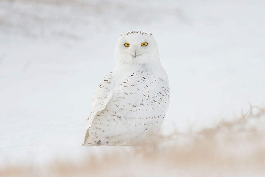 large-Snowy-Owl-photo.jpg