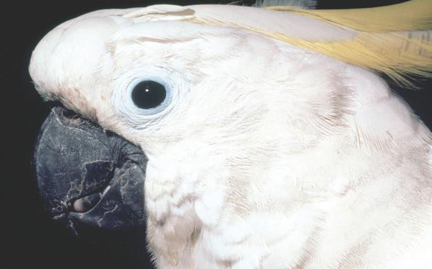 cockatoo crested sulphur adopt