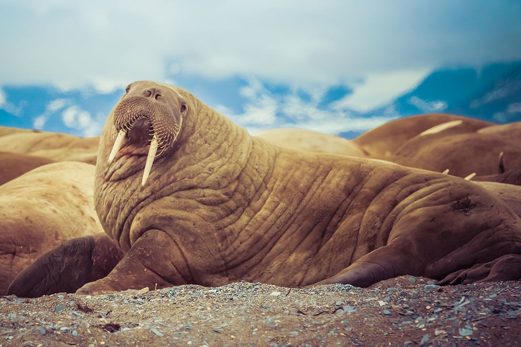 Pictures of Walrus , Walrus photos and pictures, Walrus image