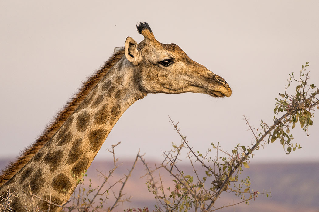 صور زرافه  , حيوان الزرافه  , صور زرافه 2017 large-giraffe-photo.