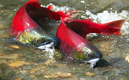 sockeye salmon
