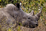 African black rhino | Symbolic animal adoptions from WWF