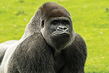 Adopt a gorilla | Symbolic animal adoptions from WWF