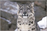 Snow leopard plush | Donation thank you gift | Adoptions from WWF