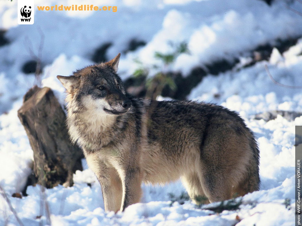 Gray Wolf Adoption: Bonus Online Premiums for The Wild Ones