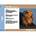 Adopt an otter | Symbolic animal adoptions from WWF