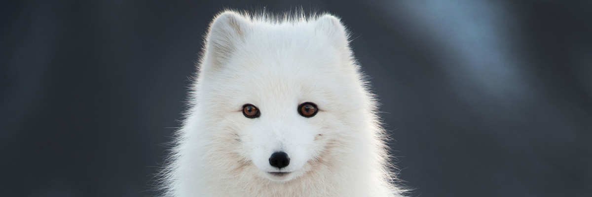  Arctic fox