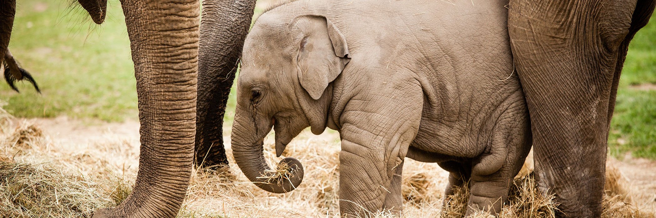 Baby elephant wiht her mother