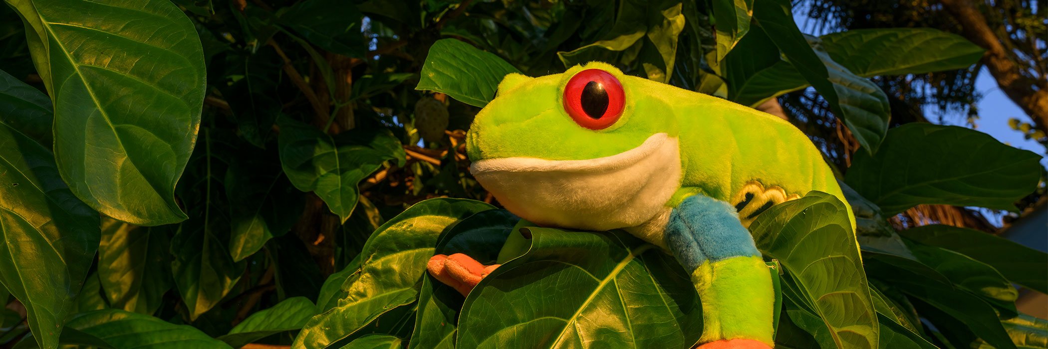 red-eyed frog plush