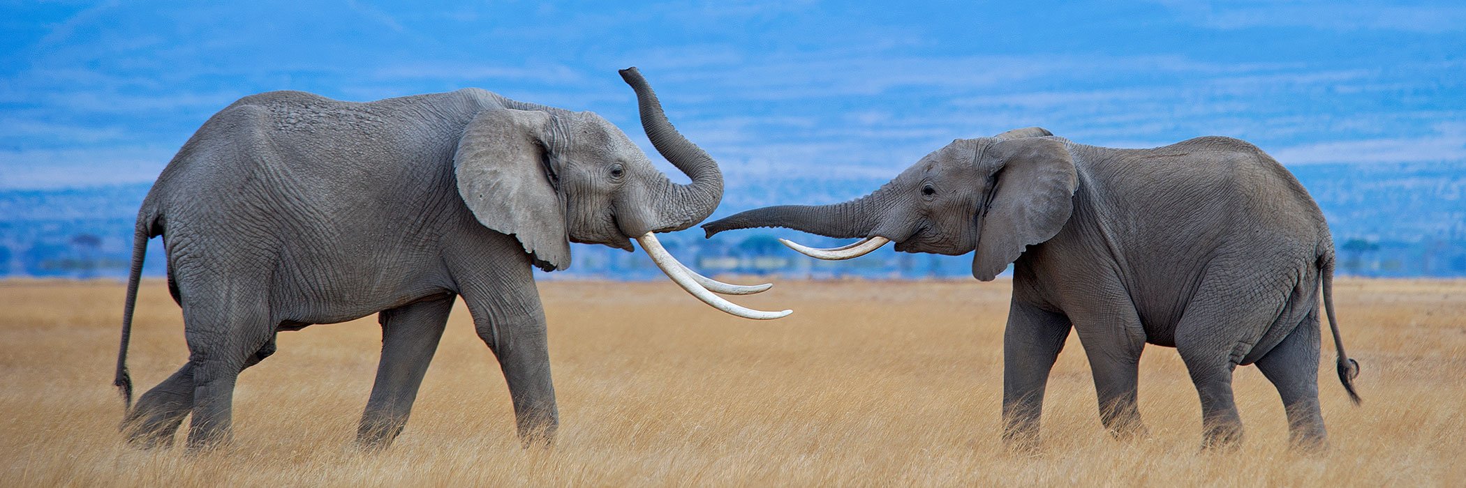 A pair of bull elephants