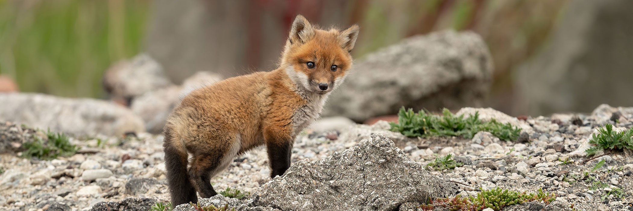  A young Red fox stands outside of its den