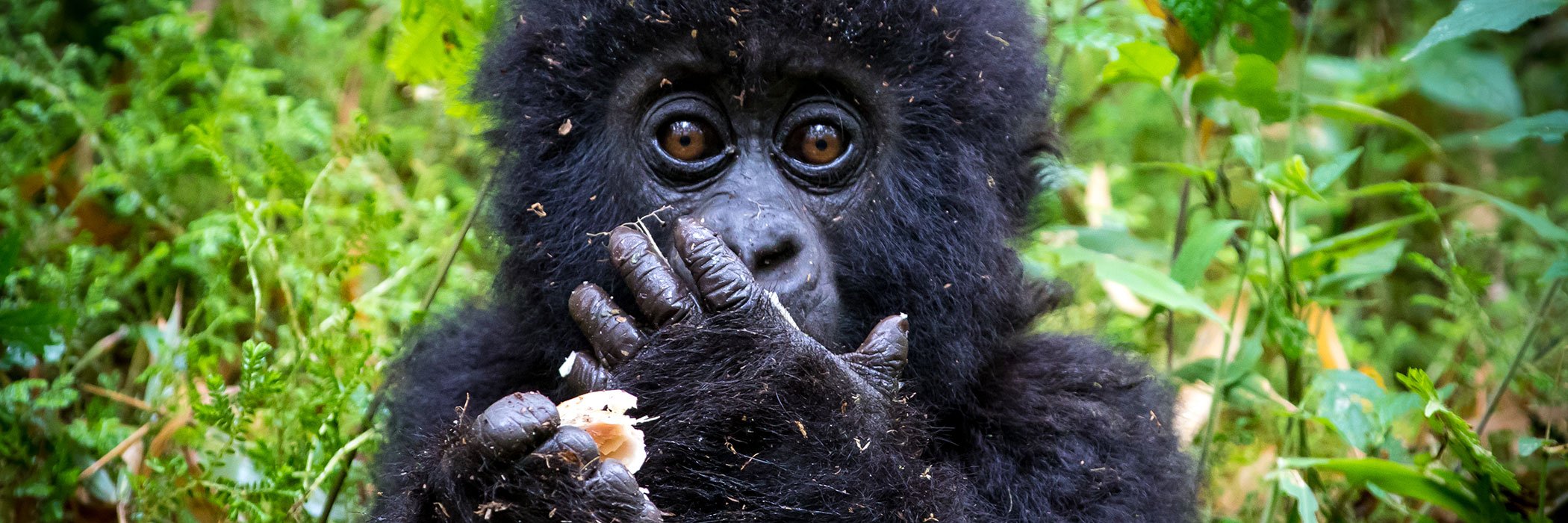 WWFGifts: Gorilla collection
