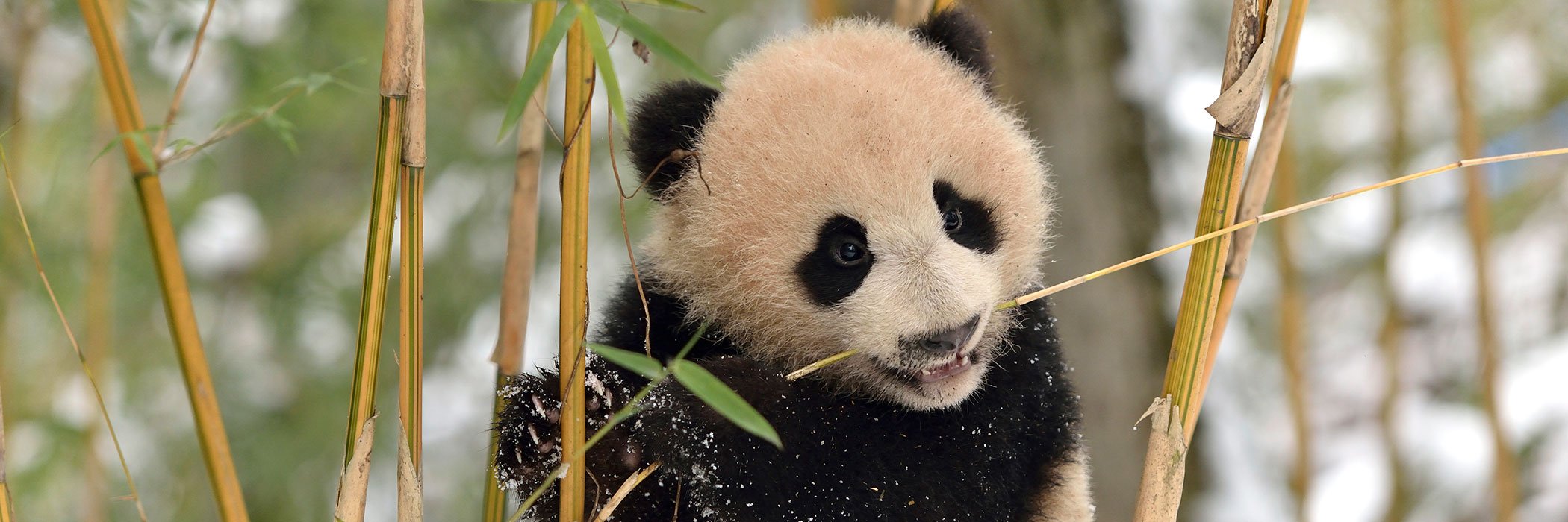 Giant panda cub in snow among bamboo.