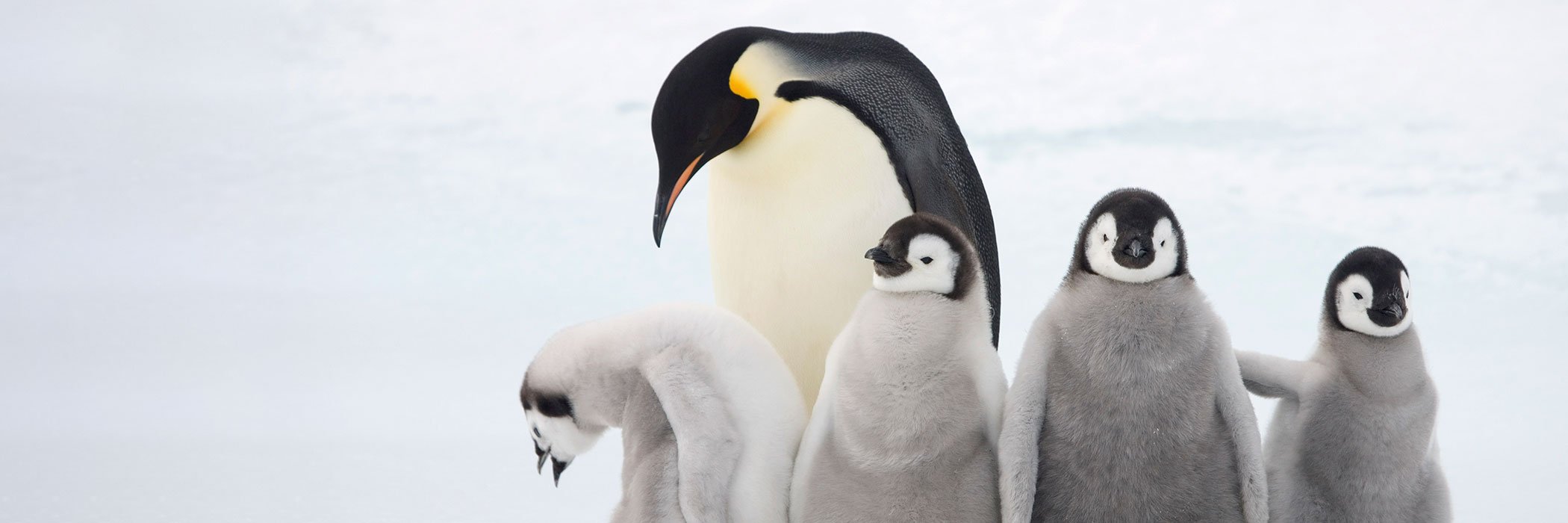 Four Emperor penguin chicks with an adult