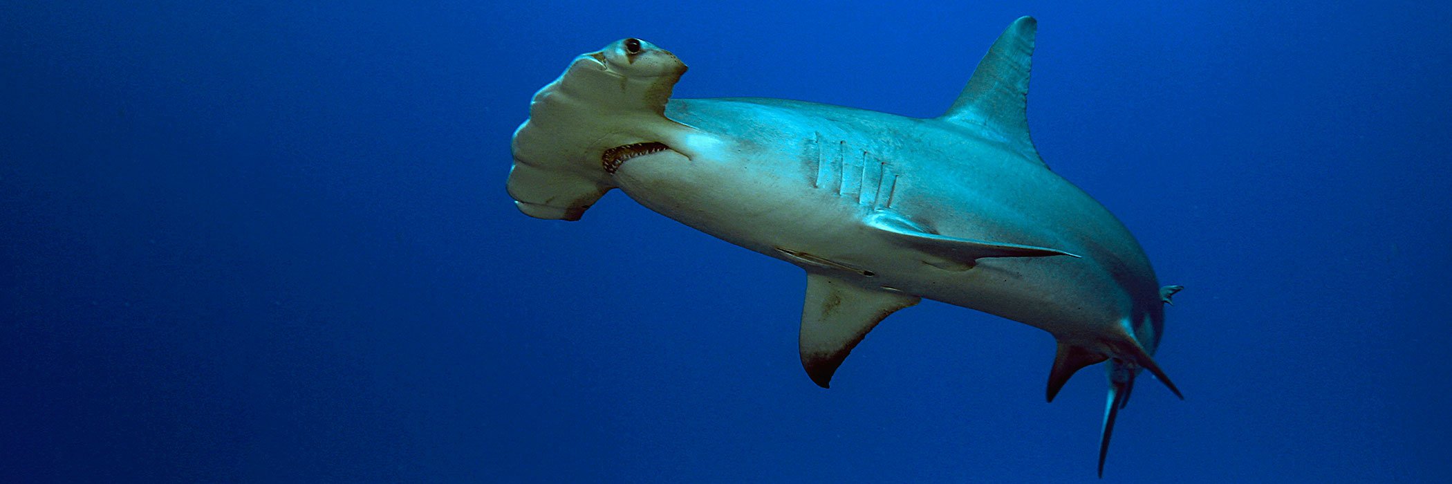 Great hammerhead shark, Bahamas Bank