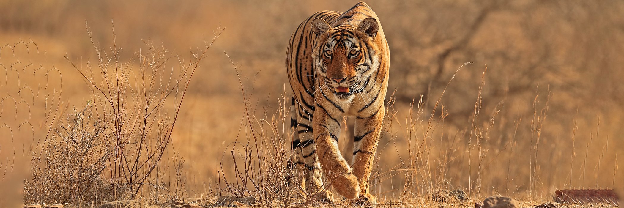 Bengal tiger male stalking