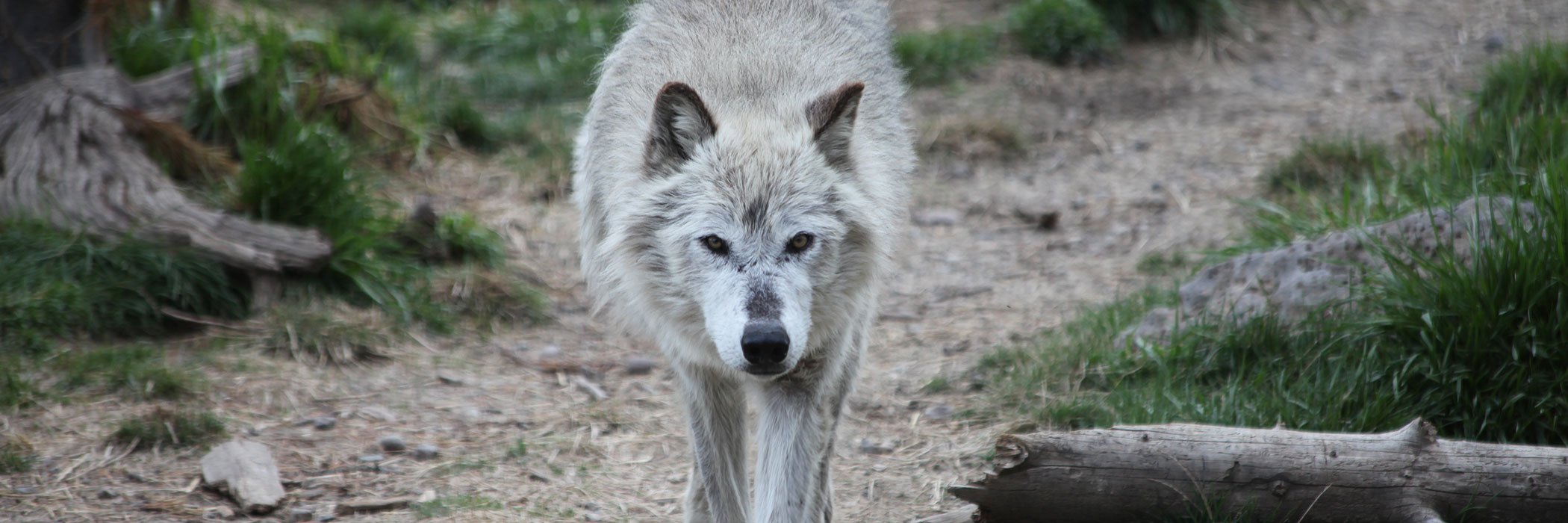 Grey wolf in Yellowstone National Park