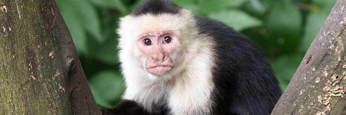 [最新] baby capuchin monkey monkey for sale 100 165324