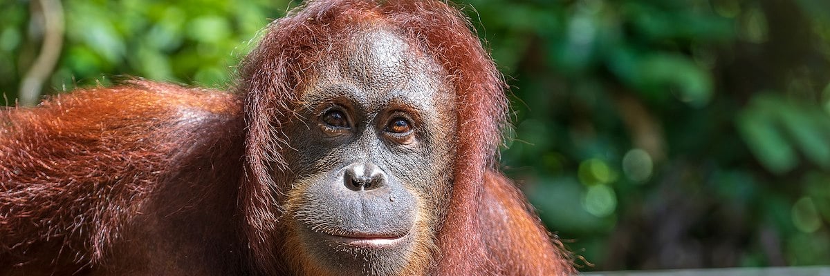 Orangutan (female)