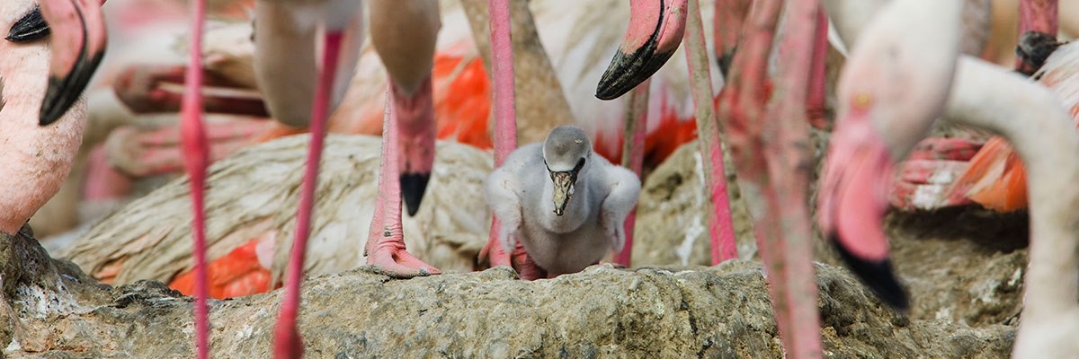 Flamingo Chick