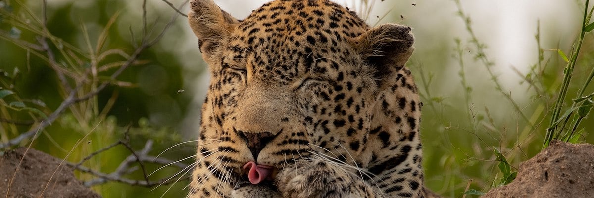 extra-large-Leopard-photo.jpg