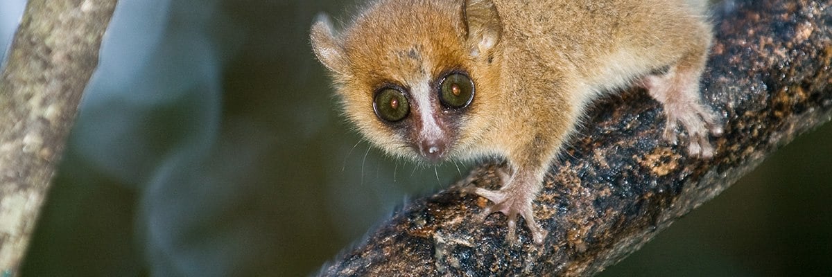 Mouse Lemur 