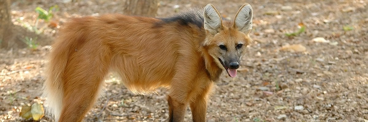 Red Maned Wolf