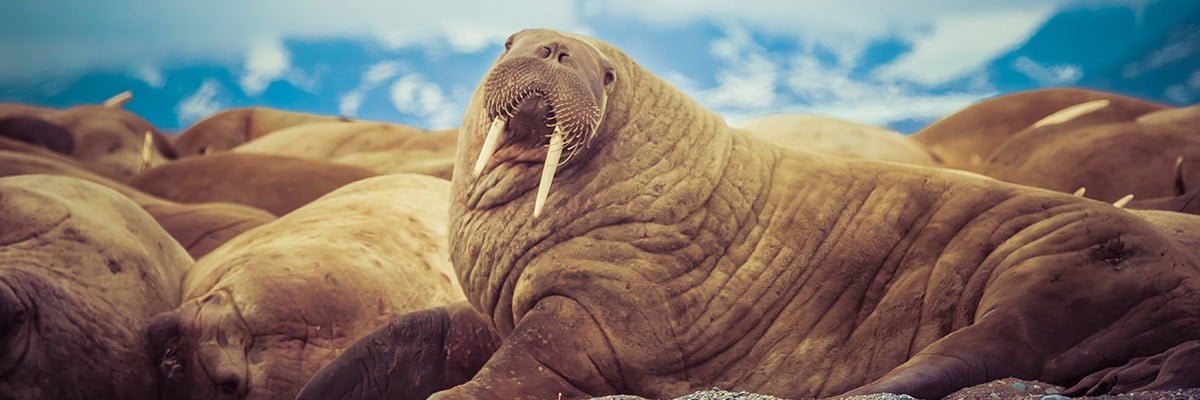 Adopt a Walrus Symbolic Adoptions from WWF. 