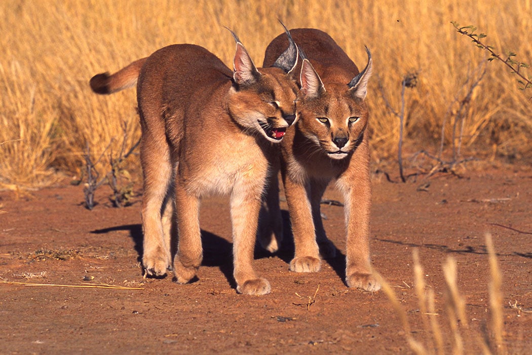 caracal cats for adoption