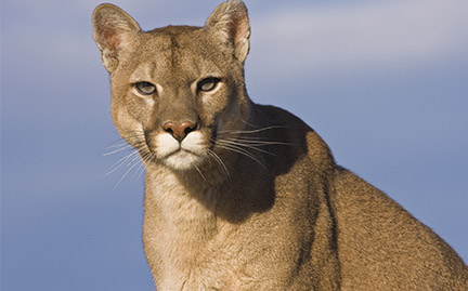 large-Cougar-photo.jpg