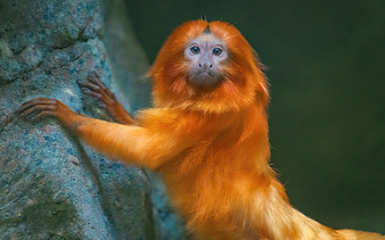 What are some facts about golden lion tamarins?