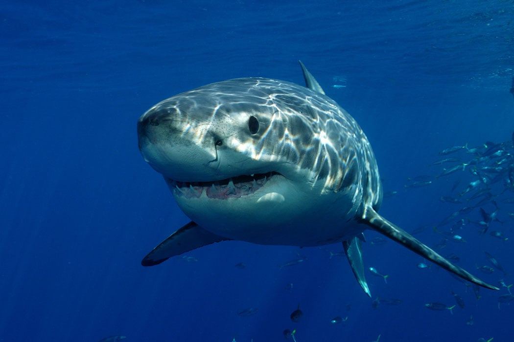 large-Great-White-Shark-photo.jpg
