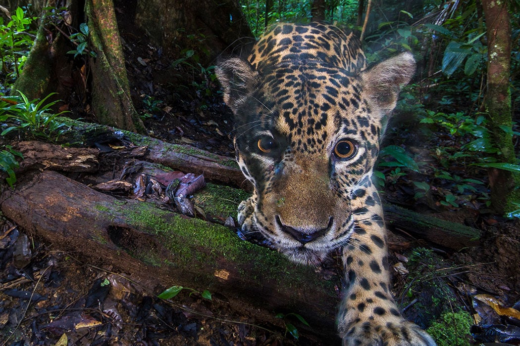 Jaguar (spotted)
