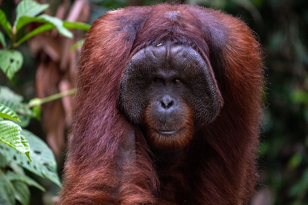 Orangutan (male)