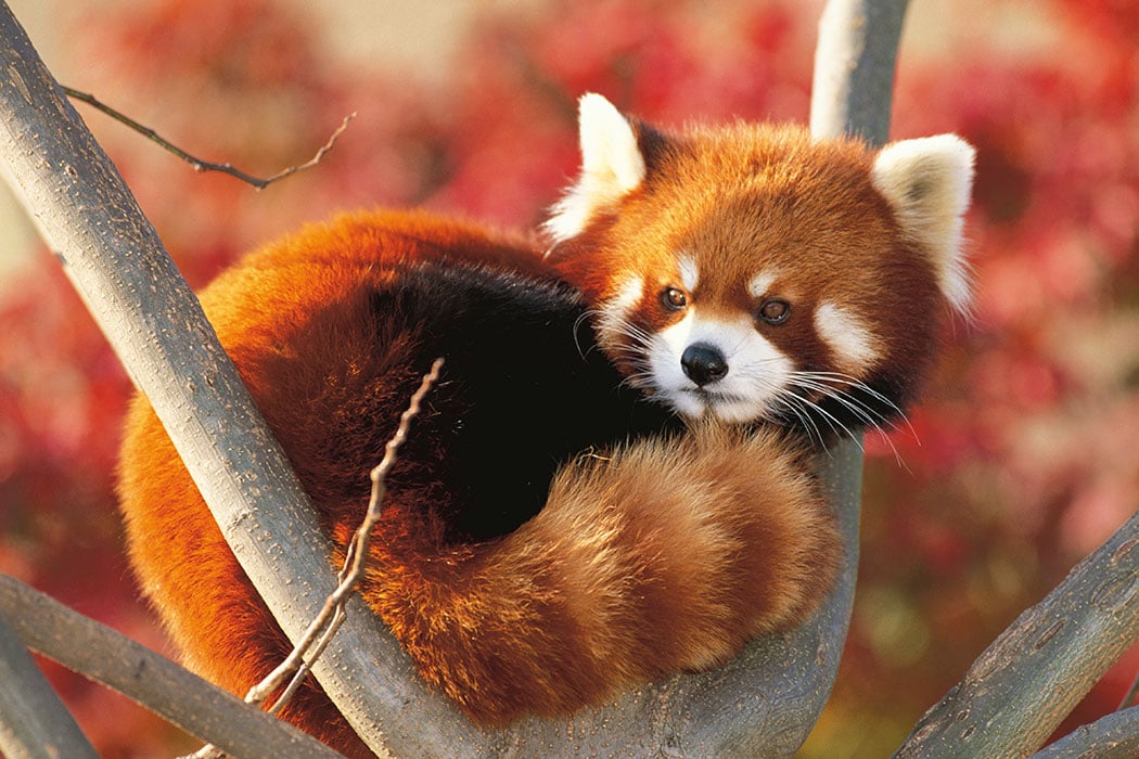 Adopt A Red Panda Symbolic Animal Adoptions From Wwf