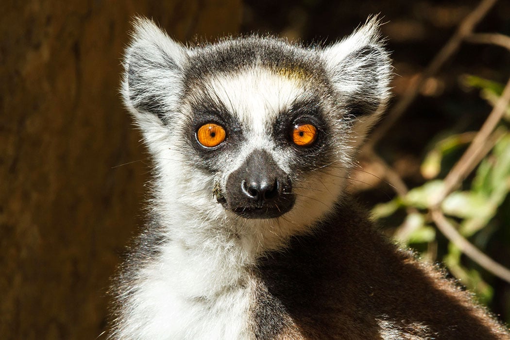 Lemur ring tailed