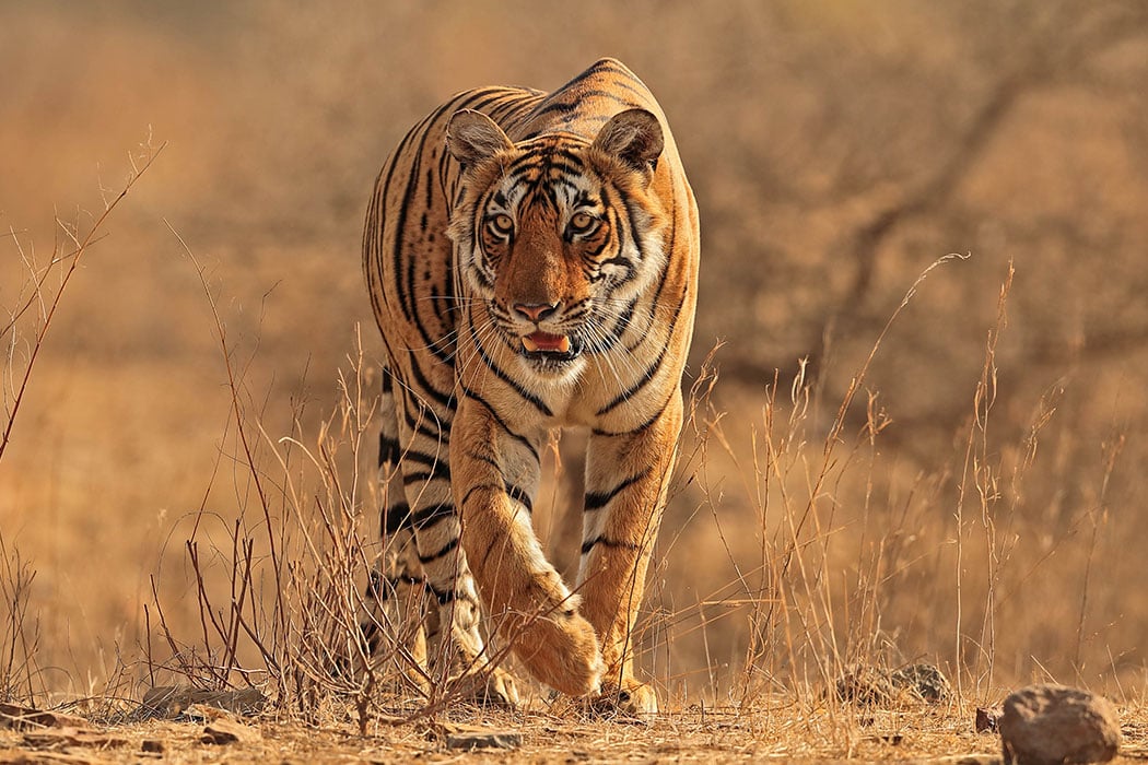 Adopt a Tiger | Symbolic Adoptions from WWF